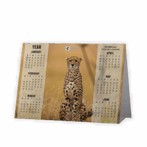 Tent or A-Frame Calendar SA Wildlife Cheetah