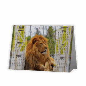 Tent or A-Frame Calendar SA Wildlife Lion