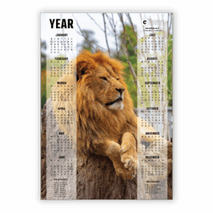 Wall Calendar SA Wildlife Lion