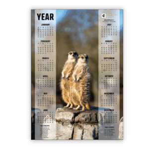 Wall Calendar SA Wildlife Meerkat