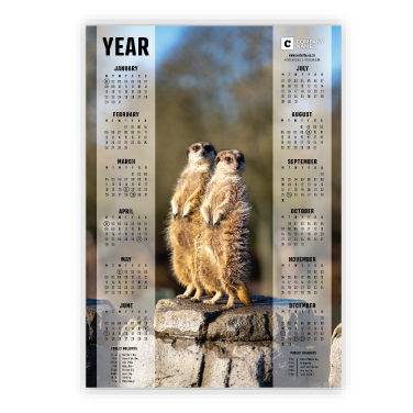 Wall Calendar SA Wildlife Meerkat
